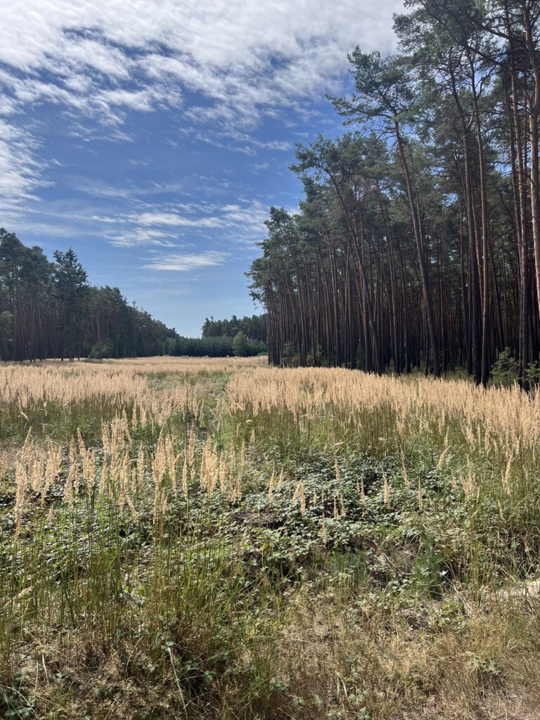 Lesy a louky_Polabí