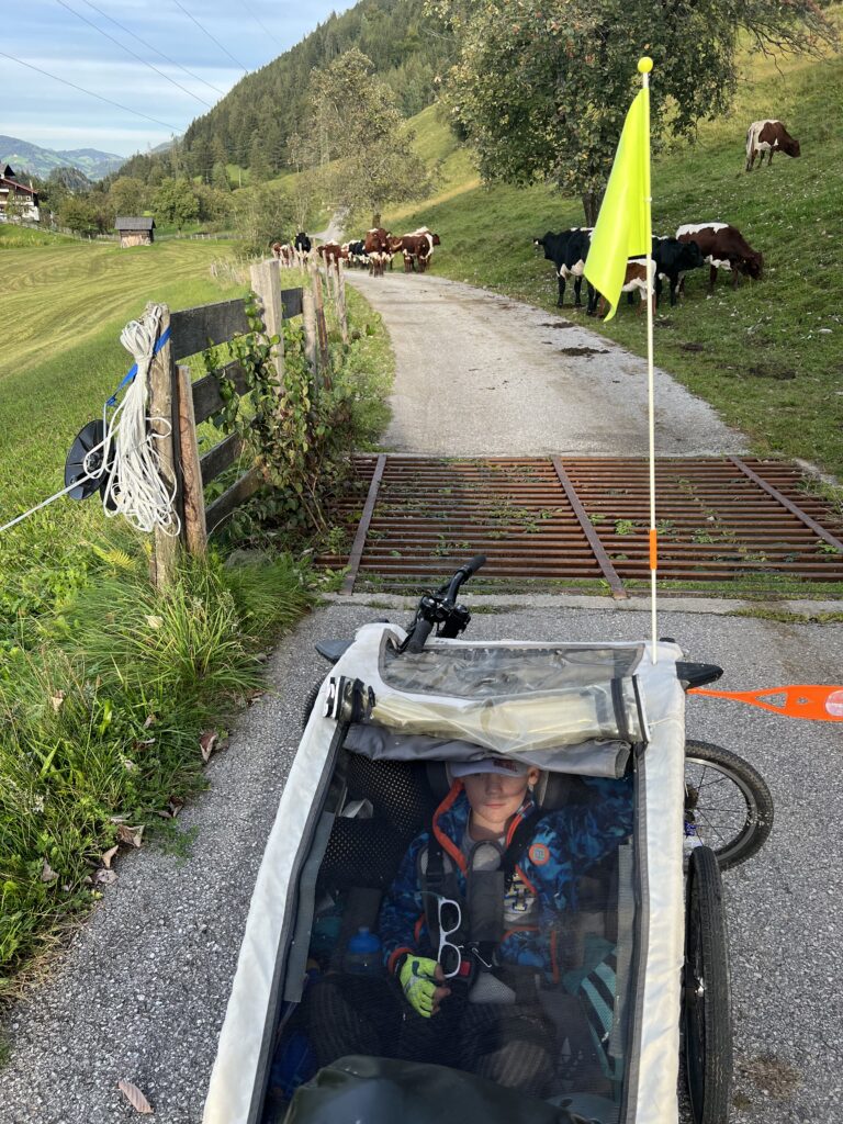 Krávy v cestě_Alpe-Adria