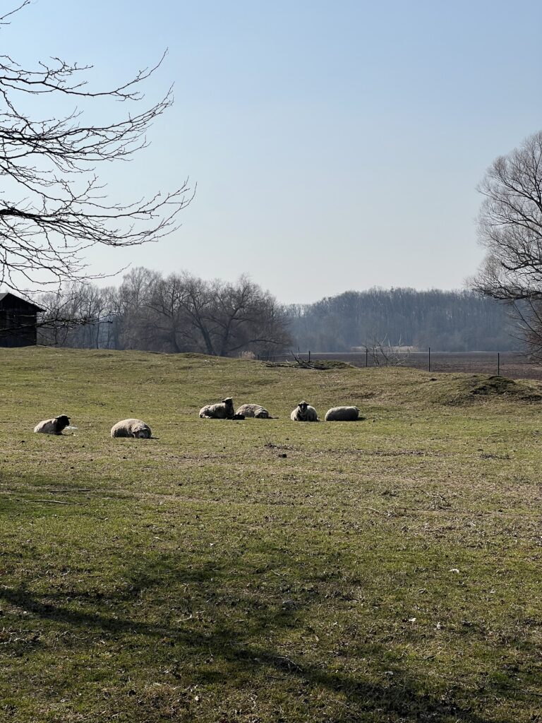 Velký osek_Labská stezka