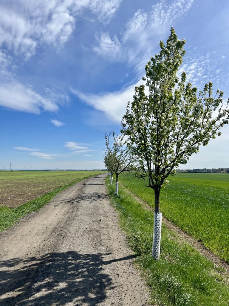 Cesta mezi Přezleticemi a Podolankou