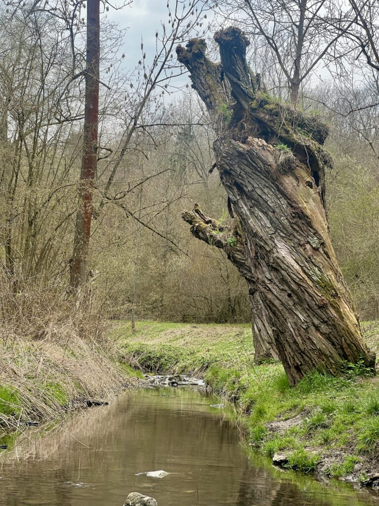 Dalejský potok_Údolí Dalejského potoka