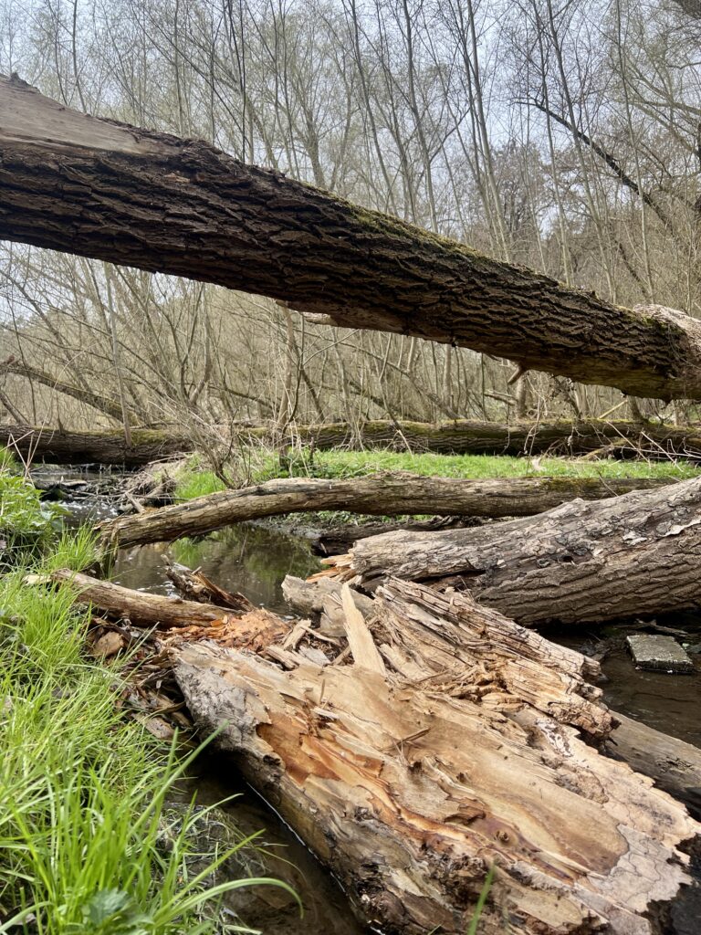 Potok_Údolí Dalejského potoka