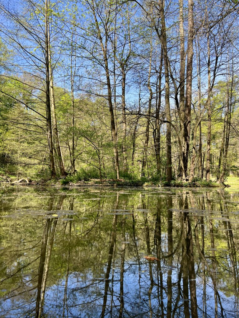 Přírodní rezervace Vinořský park_Rybník u Kamenného stolu_Vinoř