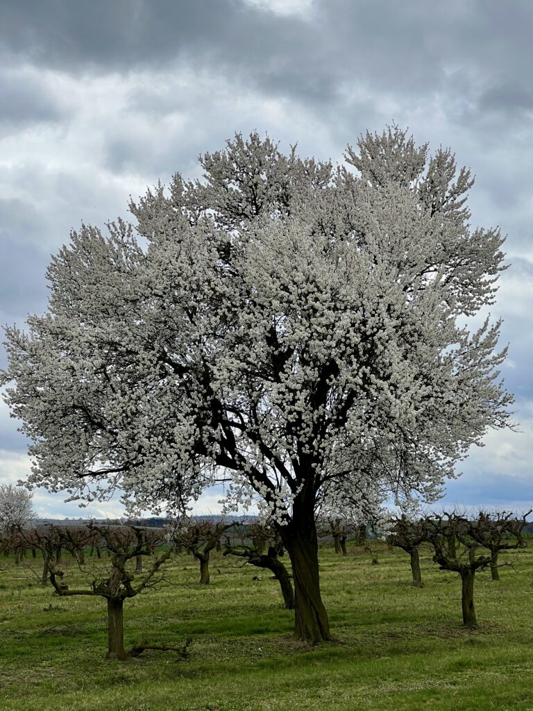 Sady_Vítov_Blahotice