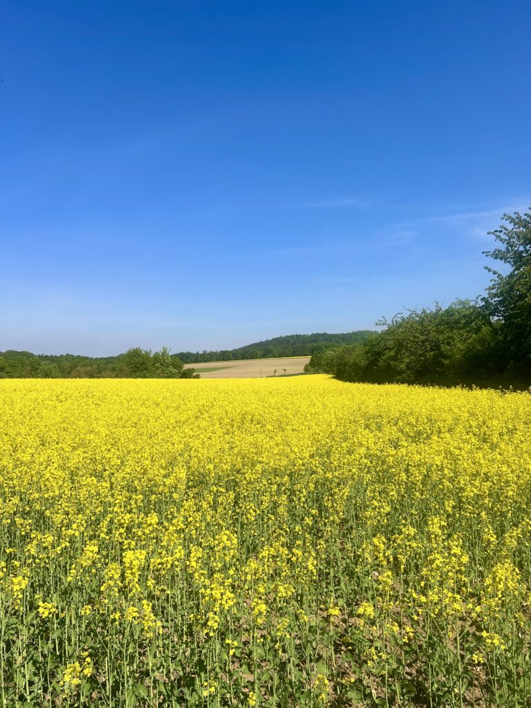 Pole s řepkou_Mšeno