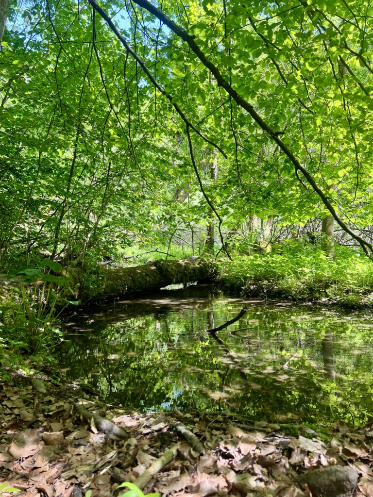Potok Pšovka_Kokořínský důl